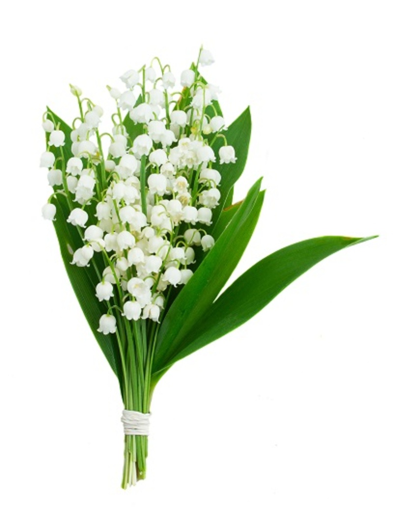 Lilies flowers  / with flowers