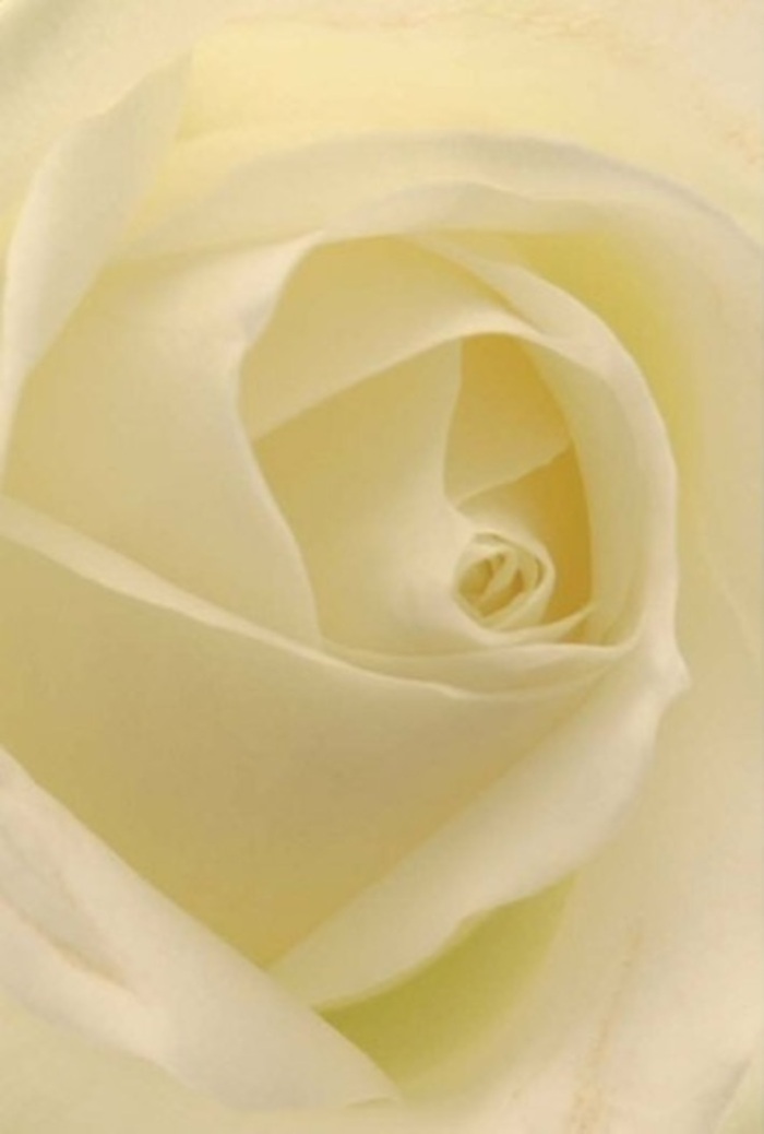 Studying this classic white rose in the gentle light of a Dartmouth Park morning, you're drawn into the interplay of softness and refinement woven into every petal. Shades of white and cream layer seamlessly, each edge softly illuminated as if touched by the quiet glow from windows opening onto Chetwynd Road. The spiraled heart of the bloom radiates tranquility and resilience - qualities local florists treasure when preparing arrangements for anniversaries, apologies, or elegant wedding centerpieces across the neighbourhood. The composition speaks to a sense of sophistication, each subtle shadow and gradation in colour amplifying the flower's natural grace. There is an unspoken fragrance - crisp, clean, and soothing, befitting moments from sympathy gatherings near Dartmouth Park itself to tokens of affection exchanged after leisurely walks through local gardens. This rose, carefully curated by an expert's hand, embodies both purity and emotional depth, serving as a versatile, deeply evocative choice for every heartfelt occasion.